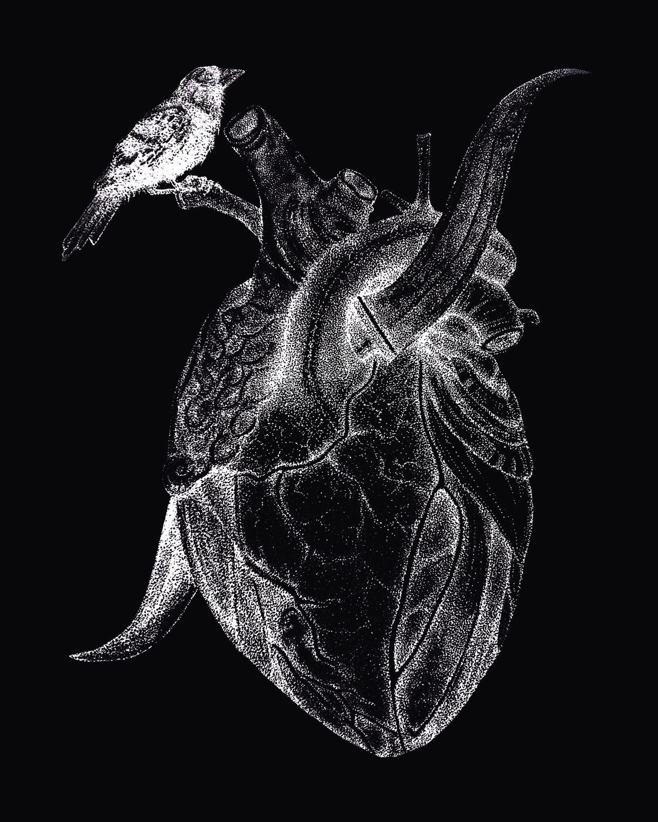 Heart and sparrow — ink drawing